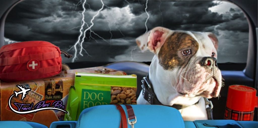 Be prepared for pet emergencies