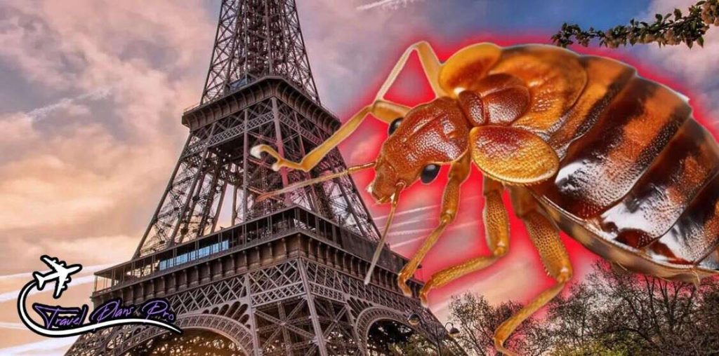Bedbug Infestation in Paris