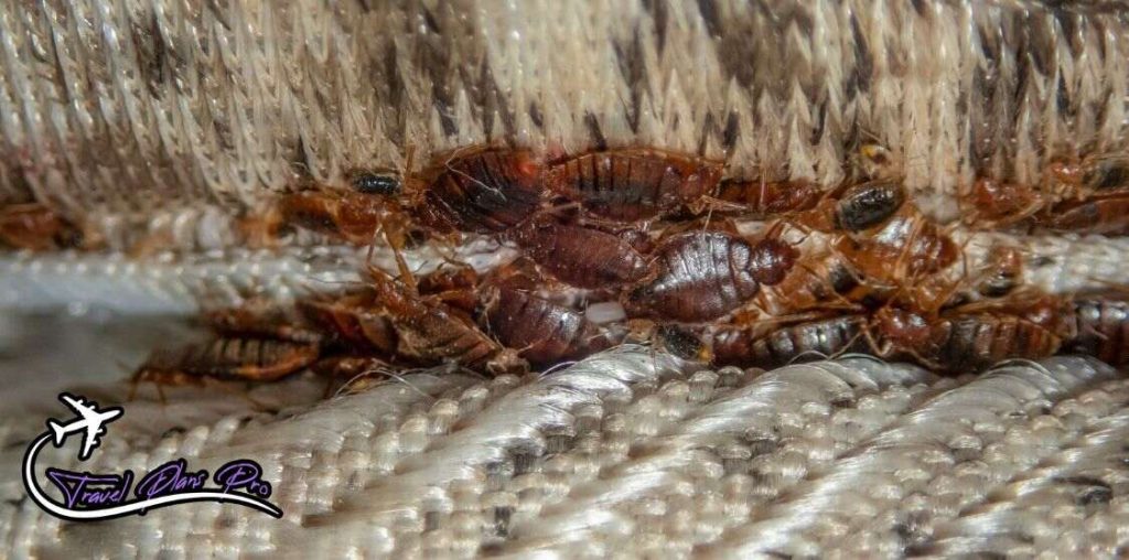 Bedbugs infestation in Paris alarming situation 