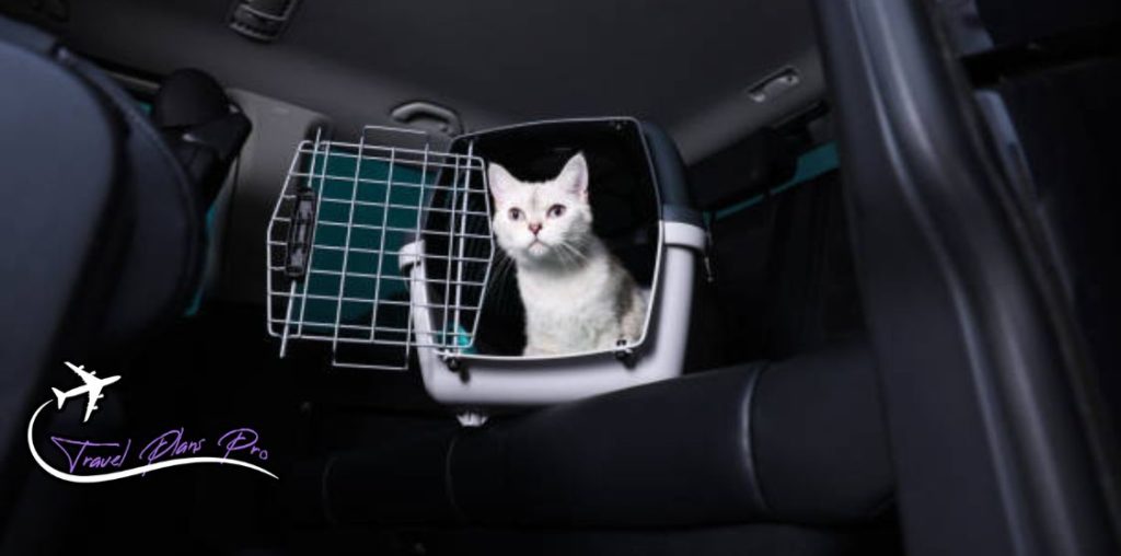 Keep pets secured on road
