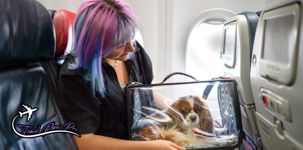 Traveling with pets by air